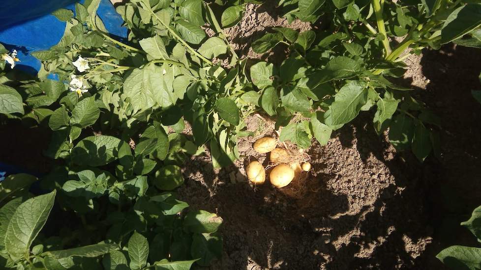 5 juli: De miniknollen laten een ander beeld zien: 5 grove knollen en wat kleintjes, het loof is fris groen en bloeit nog behoorlijk. Hier ligt fosfaat meststof op met 15 kilo stikstof. Dat is nog te veel in dit jaar, aangezien ze nu wel wat verder mochte