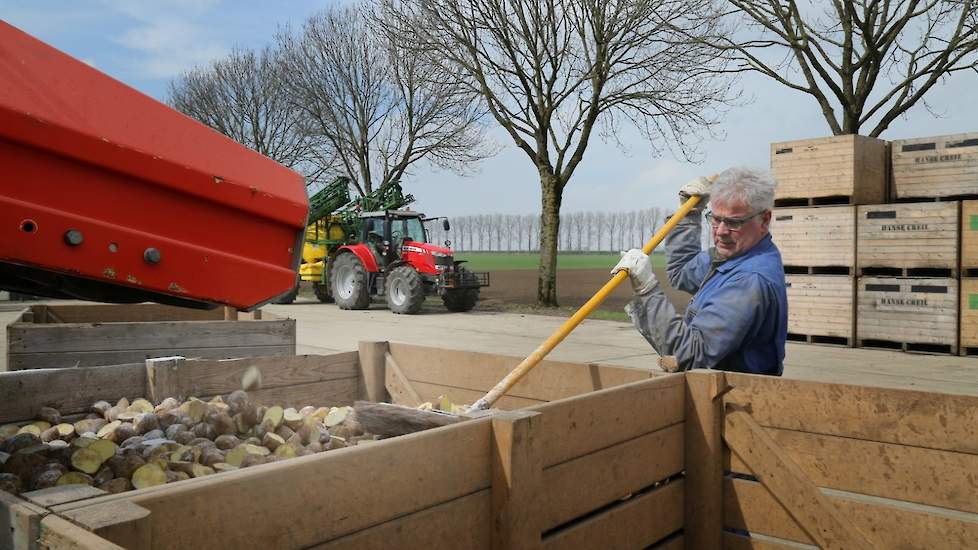 Simon de Feijter laat 26 ton snijden en gaat 4 ton kleinere maat 35-45 mm ongesneden poten. Hij wil hiermee ook zelf ook wat proeven doen om de opbrengstverschillen te bekijken.