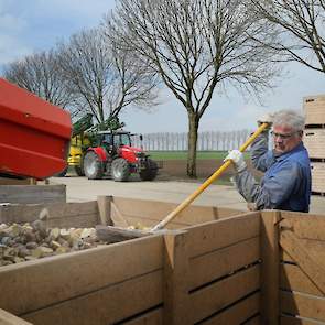 Simon de Feijter laat 26 ton snijden en gaat 4 ton kleinere maat 35-45 mm ongesneden poten. Hij wil hiermee ook zelf ook wat proeven doen om de opbrengstverschillen te bekijken.