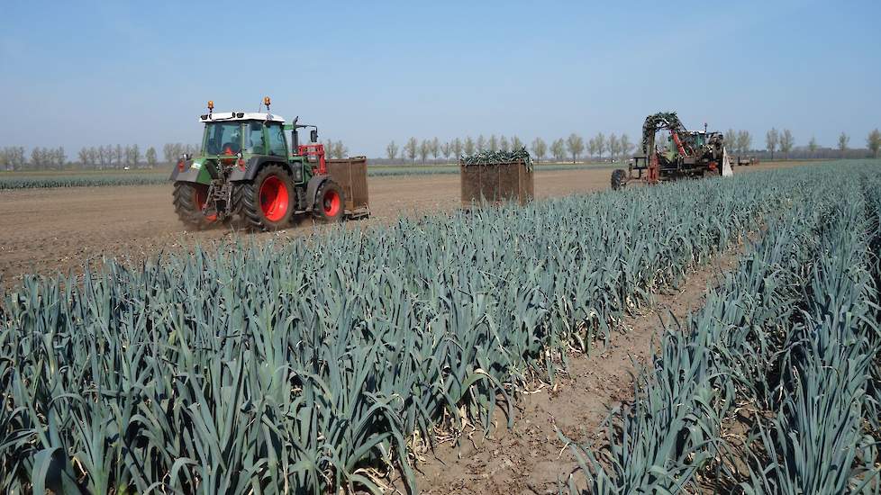 De prei die deze week van het kurkdroge landgoedperceel is gerooid, betreft het winterras Pluston. „Wij planten elk jaar van maart tot augustus. Deze prei is vorig juli gepoot. Rooien doen we het hele jaar door. Dit zijn bijna de laatste.”