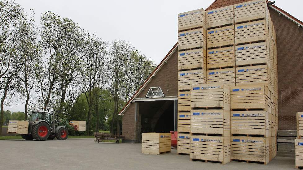 Op de bedrijfslocatie aan de Kleiweg staan de kisten hoog opgestapeld die vanuit de eigen bewaring afkomstig zijn, waar het pootgoed goed bewaard is met een Talentbehandeling met carvon.