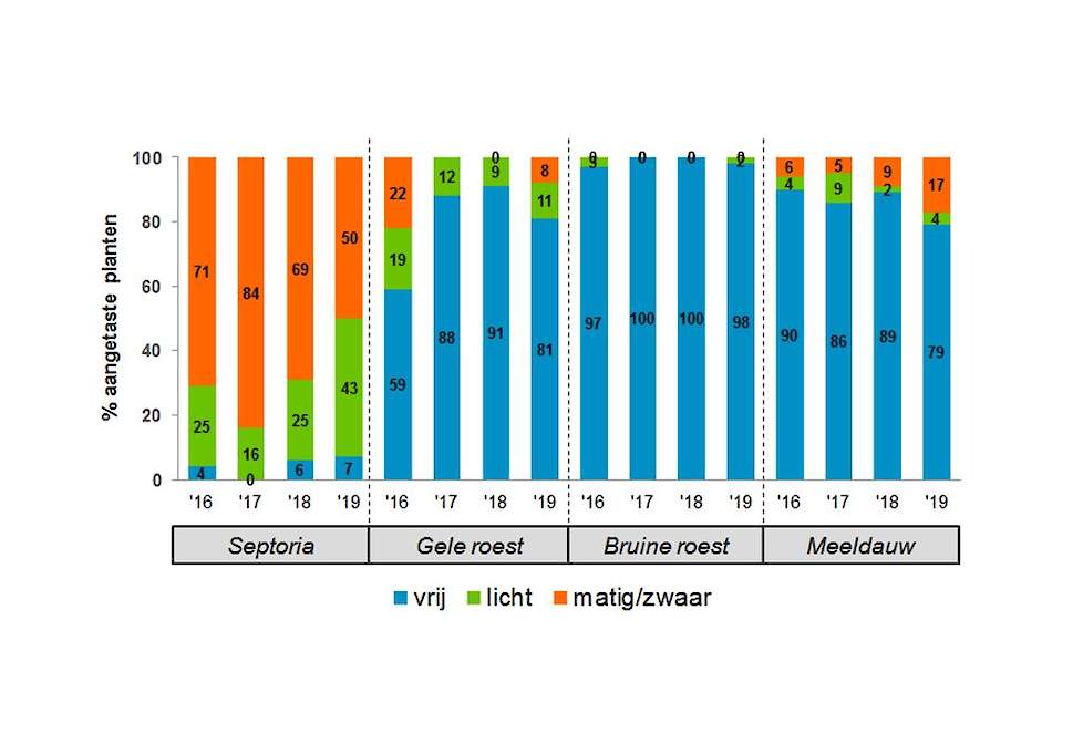 Gemiddelde ziektendruk (week 18). Septoria is relatief minder, gele roest en meeldauw juist méér aanwezig dan in 2017 en 2018. Bruine roest is later, met stijgende tempearaturen zeker ook te verwachten.