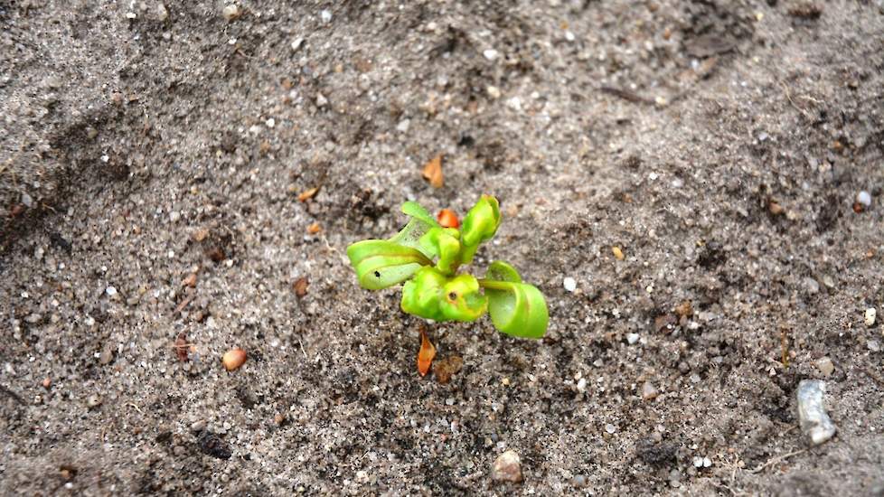 Bietenplantjes die zijn aangetast door onder meer de zwarte bonenluis en de groene perzikbladluis zijn te herkennen aan hun gekrulde bladeren. Door de zuigschade trekt het blad naar binnen. De groene perzikbladluis brengt het vergelingsvirus over. Een bla