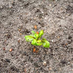 Bietenplantjes die zijn aangetast door onder meer de zwarte bonenluis en de groene perzikbladluis zijn te herkennen aan hun gekrulde bladeren. Door de zuigschade trekt het blad naar binnen. De groene perzikbladluis brengt het vergelingsvirus over. Een bla