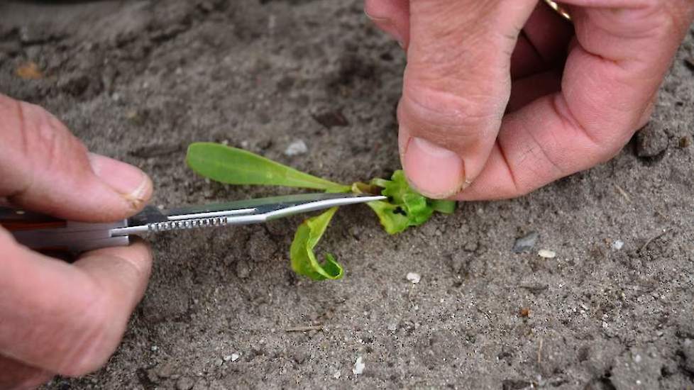 Lang zoeken is niet nodig: op veel plantjes zit de zwarte bonenluis. Soms zit er een enkele luis, maar vaak is het een kolonie dat zich heeft verstopt onder het blad. Met zijn mes draait Loeff het gekrulde blad open om de luizen te tellen.