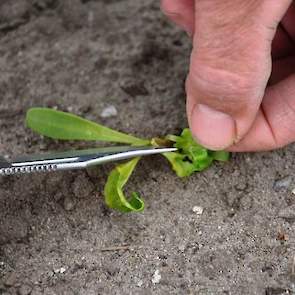 Lang zoeken is niet nodig: op veel plantjes zit de zwarte bonenluis. Soms zit er een enkele luis, maar vaak is het een kolonie dat zich heeft verstopt onder het blad. Met zijn mes draait Loeff het gekrulde blad open om de luizen te tellen.