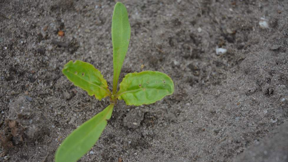 Vaak treft Loeff blaadjes aan zonder beestjes, maar de gaten in het blad laten zien dat de insecten de plant al wel hebben bezocht. Deze gaatjes worden veroorzaakt door aardvlooien. Zodra je het blad aanraakt, springen de vlooien weg, op zoek naar een vol