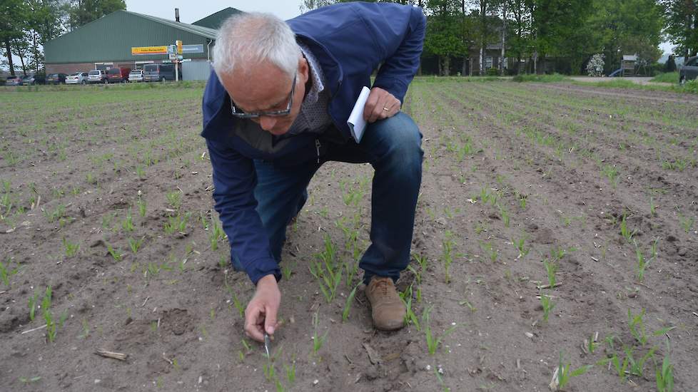 Loeff telt het aantal plantjes op 10 meter. Het beeld ziet er goed uit: zo’n 106.000 per hectare. „De stand is goed, nu moeten de plantjes nog groeien.” Deze bieten zijn rond 8 april gezaaid. Op het perceel is tevens gerst ingezaaid om stuifschade door ee