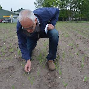 Loeff telt het aantal plantjes op 10 meter. Het beeld ziet er goed uit: zo’n 106.000 per hectare. „De stand is goed, nu moeten de plantjes nog groeien.” Deze bieten zijn rond 8 april gezaaid. Op het perceel is tevens gerst ingezaaid om stuifschade door ee