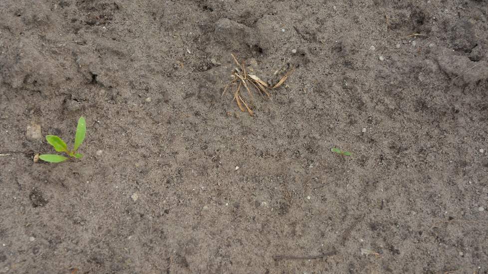 Loeff heeft ook enkele telers over de grens onder zijn hoede. Bij een Belgisch perceel is sprake van tweewassigheid: door de droogte zijn niet alle zaden even snel gekiemd. De meeste plantjes zijn al wat groter, maar er zijn toch ook opvallend veel heel k