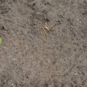 Loeff heeft ook enkele telers over de grens onder zijn hoede. Bij een Belgisch perceel is sprake van tweewassigheid: door de droogte zijn niet alle zaden even snel gekiemd. De meeste plantjes zijn al wat groter, maar er zijn toch ook opvallend veel heel k