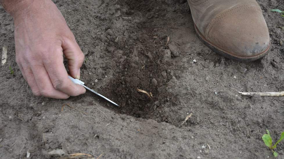 Op de plekken waar geen plantjes staan, schraapt hij met zijn mes voorzichtig, laagje voor laagje, de grond weg. Op een aantal plekken ligt zelfs nog het zaadje in de losse grond. Maar er is nog zeker hoop, meent Loeff. Zijn advies aan deze teler is dan o