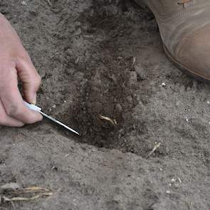 Op de plekken waar geen plantjes staan, schraapt hij met zijn mes voorzichtig, laagje voor laagje, de grond weg. Op een aantal plekken ligt zelfs nog het zaadje in de losse grond. Maar er is nog zeker hoop, meent Loeff. Zijn advies aan deze teler is dan o