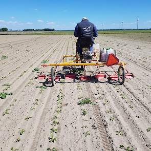 Vader Wim Rampen sruurt de machine door het gewas. Het werktuig is voorzien van zeven doekjes die tussen de bietenrijen over de grond slepen. De doekjes zijn gekoppeld aan een buisje dat is gevuld met verdunde Roundup. Het doekje neemt het middel op, en a