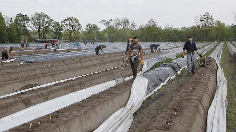 Op de aspergevelden van Martens zijn in het aspergeseizoen dagelijks 200 tot 250 medewerkers actief met het steken van alle asperges. De laatste steekdag van het aspergeseizoen is traditioneel 24 juni, de feestdag van St. Jan.