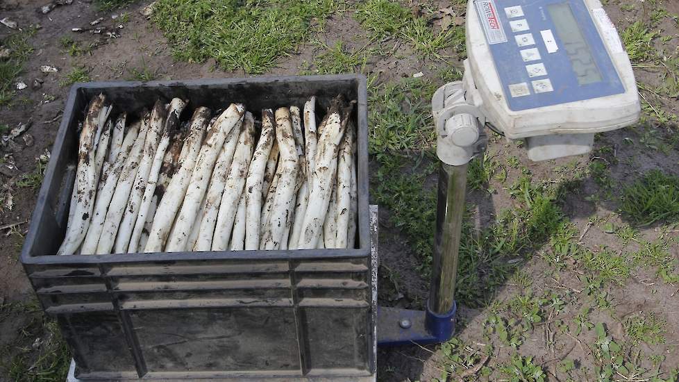 Met 30.000 aspergeplanten per hectare oogst Martens jaarlijks zo’n acht tot tien ton asperges per hectare. Als gevolg van de droogte van afgelopen jaar en ondanks beregening is de oogst 2019 volgens Martens wel kleiner.