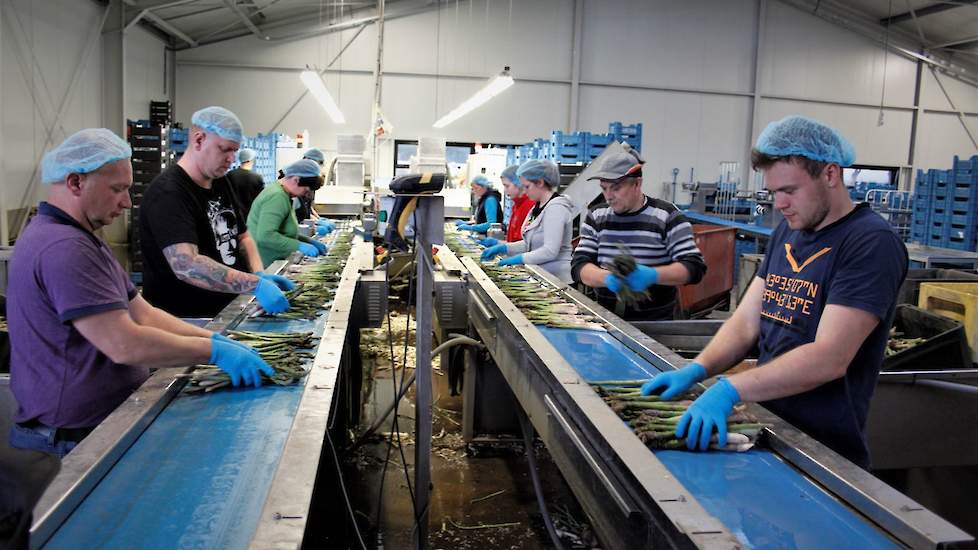 In de piekperiode zijn er dagelijks zo’n 50 medewerkers druk met sorteren en verpakken. Voor het steken van de asperges zijn dagelijks 200 tot 250 medewerkers op de velden actief.