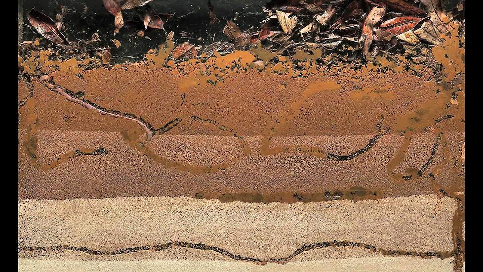 Bioturbation - Worms at Work