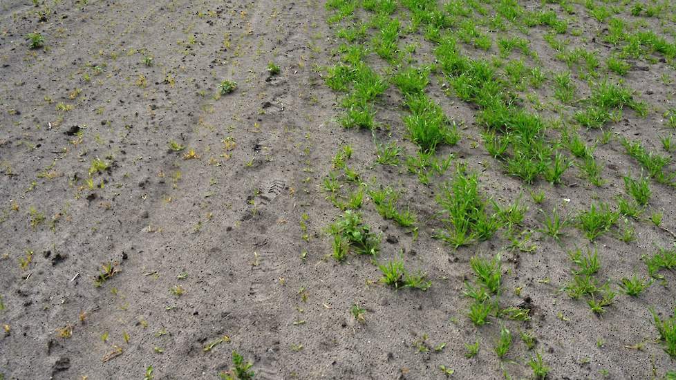 De bestrijding van onkruid is één van de grootste uitdagingen in de teelt van cichorei, met name vanwege het beperkte middelenpakket. De bodemherbicide Bonalan die sector sinds enkele jaren ter beschikking heeft, werkt goed op de kleigronden, maar op de z