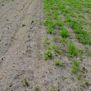 De bestrijding van onkruid is één van de grootste uitdagingen in de teelt van cichorei, met name vanwege het beperkte middelenpakket. De bodemherbicide Bonalan die sector sinds enkele jaren ter beschikking heeft, werkt goed op de kleigronden, maar op de z