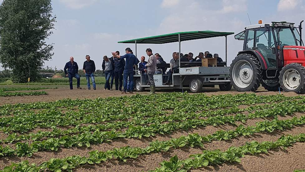 Bedrijfsleider van Proefbedrijf Westmaas Marcel Tramper toont naar aanleiding van de discussie over stengeldichtheid een aardappelproef waarbij het gewenste aantal stengels voor de hoogste potentiële opbrengst gerealiseerd is. Berekend vanuit het aantal k