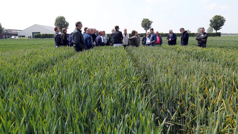 In een wintertarwe rassenproef waarbij de herhalingen met en zonder fungiciden en groeiregulatie precies tegenover elkaar liggen, zijn rassen heel mooi te vergelijken. Hoe presteren zij zonder deze praktische toepassingen? Seizoen 2019 kenmerkt zich door