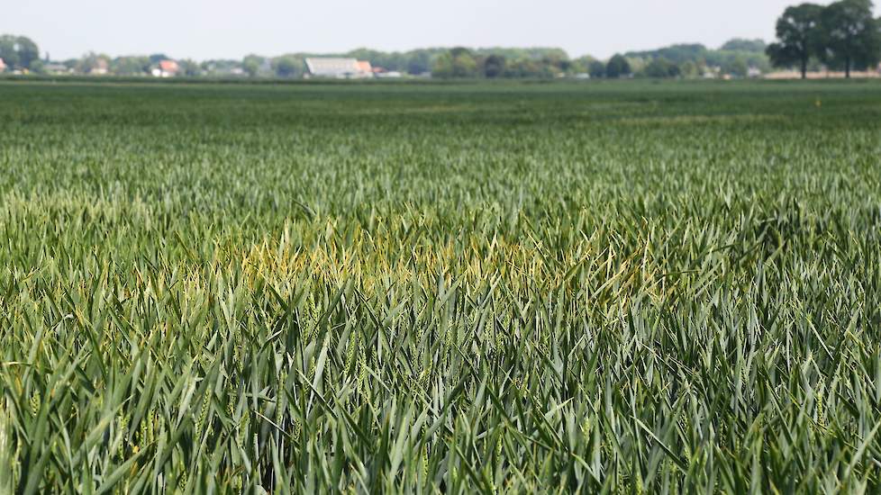 Een haard van gele roest. In sommige rassen is de gele roest aantasting zo hevig, dat er al verschillende rassen volledig afgeschreven kunnen worden. In de behandelde herhalingen doen de fungiciden hun werk echter goed, mits op tijd toegepast.