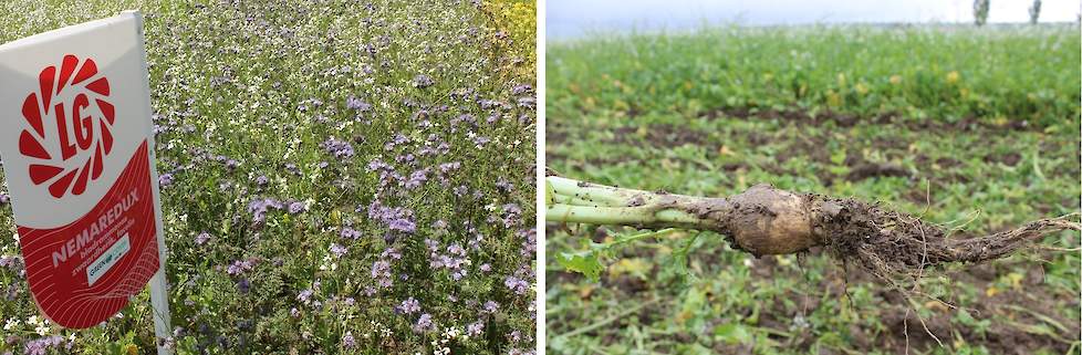 Het bloeiende groenbemestermengsel Nemaredux (links) en de beworteling van de bladrammenas (rechts).