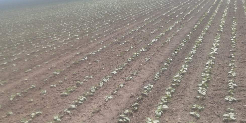 Bujsse teelt ieder jaar 7 of 8 hectare bruine bonen. „Met de huidige uitval denk ik uiteindelijk voldoende planten over te houden voor een vooralsnog goede oogst.”