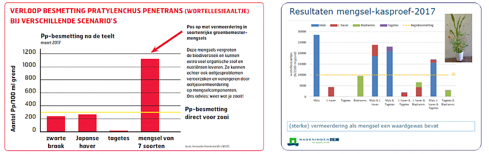 Afbeelding: Verloop besmetting P. penetrans bij verschillende scenario's (links); Sterke vermeerdering van P. penetrans op mais, ook in mengteelt met de sterk penetrans-reducerende tagetes en Japanse haver (rechts) (Bron: WUR)