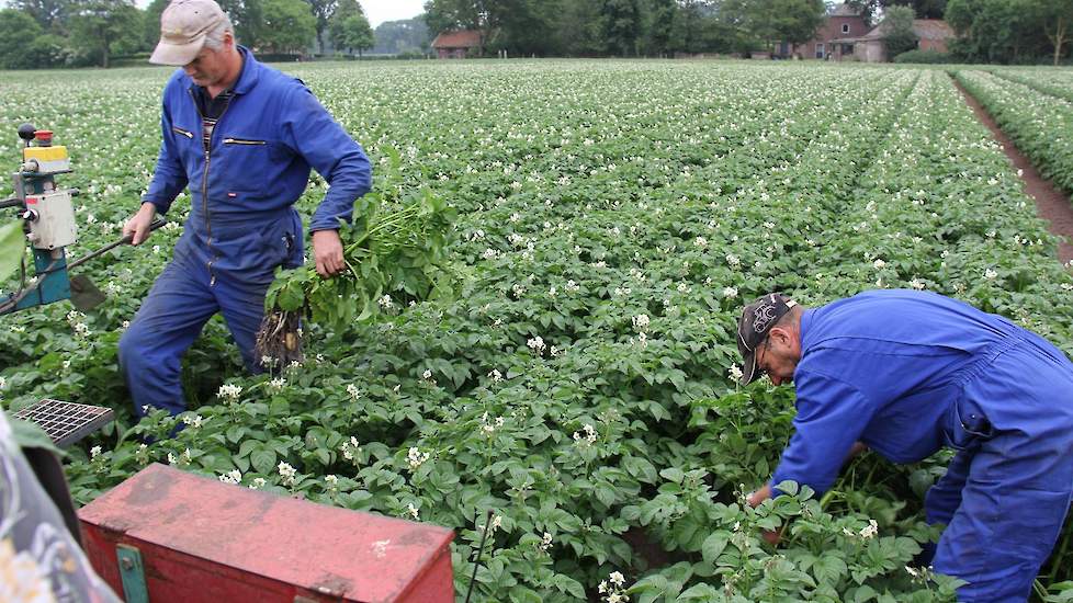 De Spunta klasse S-E wordt voor de tweede keer dit seizoen gecontroleerd op virus. Veel bont zit er niet op de kar; het uitgangsmateriaal ziet er prima uit. Af en toe halen de mannen een plant met knollen uit de grond die ze vorige keer over het hoofd heb