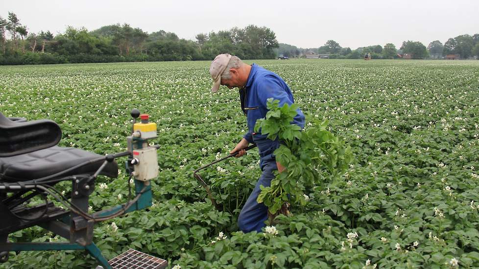 Eind dit jaar of begin volgend jaar zullen de pootaardappelen, 42 hectare waaronder dit perceel, allemaal op contractbasis via Agrico verhandeld worden. Tot op heden heeft Marcel gelukkig nog niet één plant aangetroffen met een bacterieziekte.