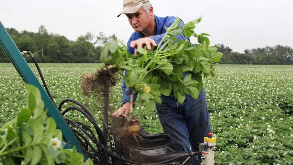 Het blad dat opvalt is wat lichter en ‘getrokken’, dat wil zeggen dat de nerven beter zichtbaar zijn dan bij andere planten. Elke week voert Eelderink een bespuiting uit tegen luizen en sinds kort ook tegen phytophthora.