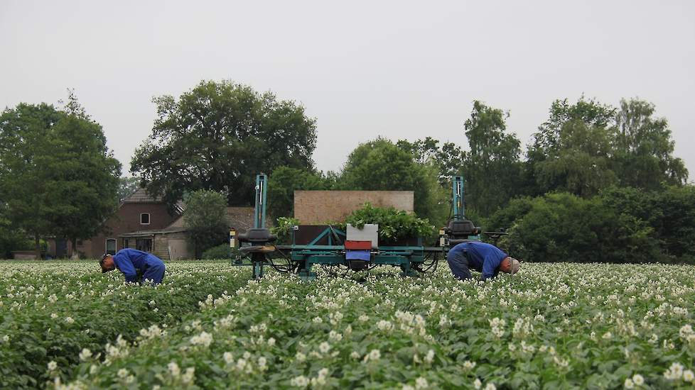 Er hangt voor het eerst sinds lang wat regen van betekenis in de lucht. Bij het bekijken van de laatste baan, vallen de eerste spetters. Intussen verspreidt het kanon ook water in de aardappelen in het gehuurde land van veehouder Henk Hebbink tussen Zelhe