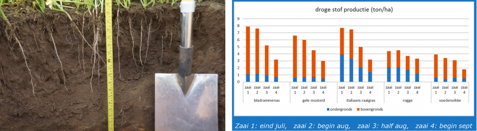 Afbeelding 2: De beworteling en droge stof productie (ton/ha) van bladrammenas.