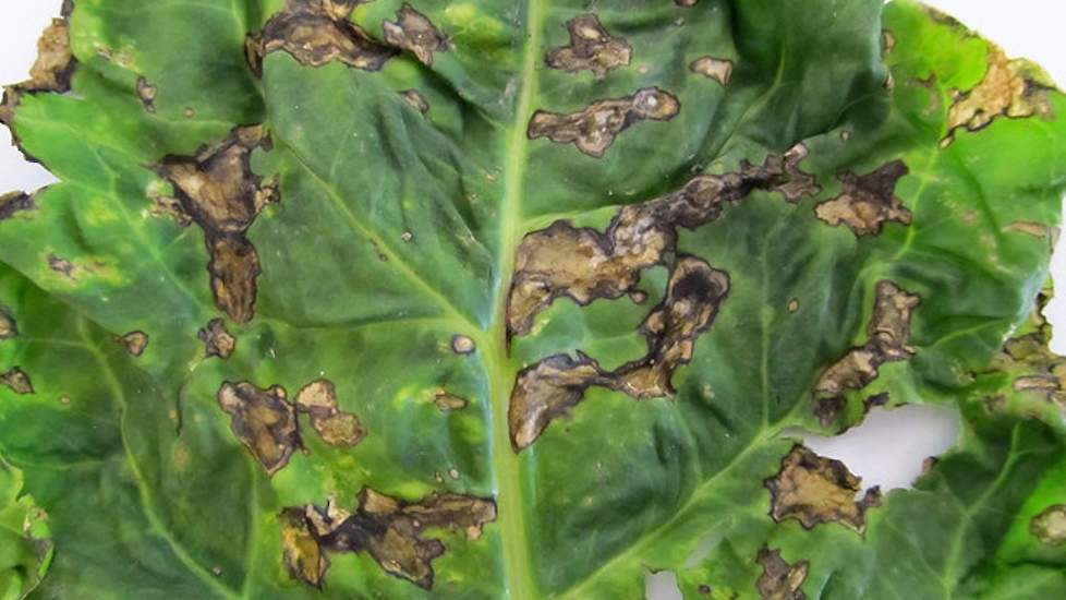 Pseudomonas op een bietenblad