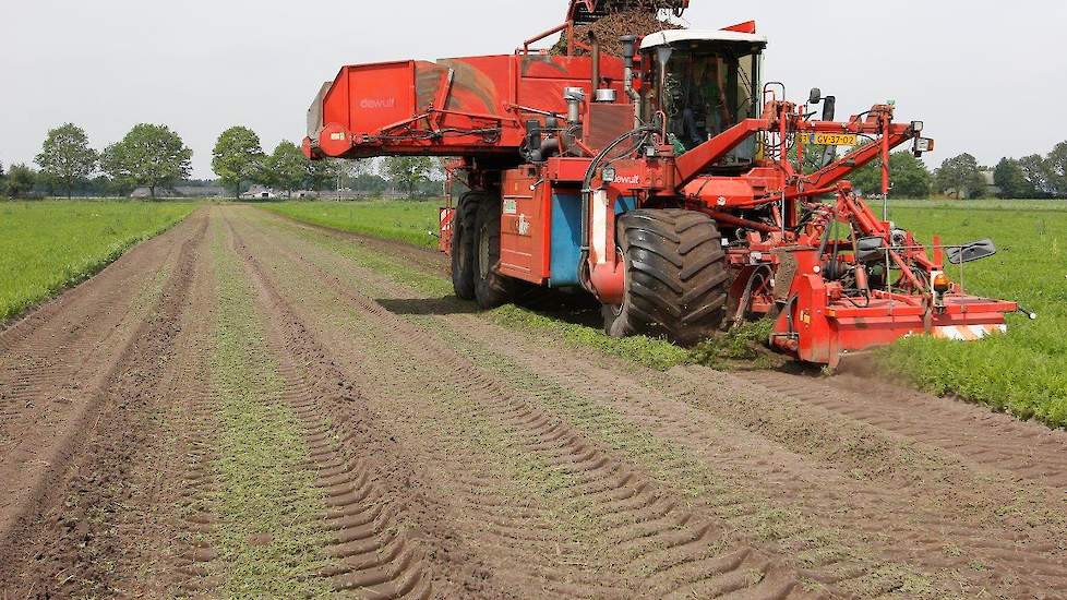 In totaal wordt op ongeveer 625 hectare waspeen op contract geteeld voor Van Rijsingen Source. Het gros van deze peen wordt geteeld in Zuidoost-Brabant en Noord-Limburg, maar er staan ook hectares in West-Brabant en het noordoosten van het land. Met deze