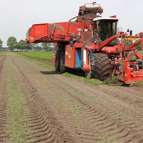 In totaal wordt op ongeveer 625 hectare waspeen op contract geteeld voor Van Rijsingen Source. Het gros van deze peen wordt geteeld in Zuidoost-Brabant en Noord-Limburg, maar er staan ook hectares in West-Brabant en het noordoosten van het land. Met deze