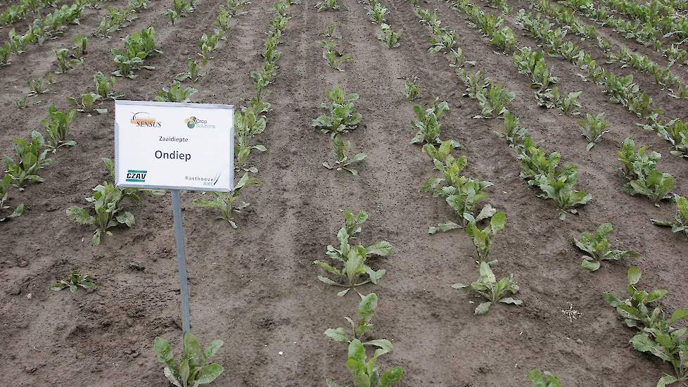 Zaaidiepte is heel belangrijk voor het slagen van cichorei. Het gewas wordt bij voorkeur gezaaid op 0,5 tot 1 cm diepte. Hoe dieper gezaaid, hoe meer het zaadje aan kiemkracht inlevert om boven te komen. Op de proefvelden van de Rusthoeve was geprobeerd o