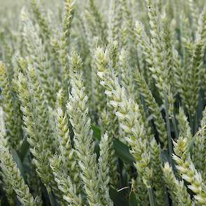 In de tarwe is gespoten met verschillende spuitstrategieën: één of twee keer spuiten, verschillende hoogtes van dosering, en al dan niet in combinatie met een herbicide. In de tarwe zijn de verschillen in de hoogte van het gewas dit jaar minder zichtbaar,