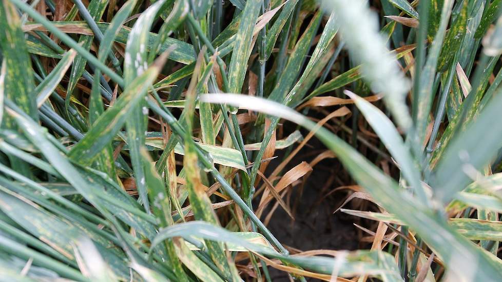 De tarwe is in het onbehandelde veld al behoorlijk ziek. In dit proefveld zie je eigenlijk alles, zegt Guus Bergmans van Basf. „Septoria voert de boventoon, maar er zit ook gele roest en meeldauw in. De bruine roest begint heel voorzichtig op te komen, ma