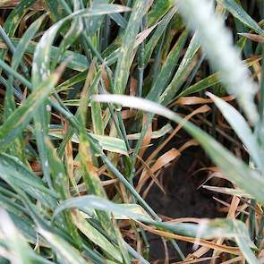 De tarwe is in het onbehandelde veld al behoorlijk ziek. In dit proefveld zie je eigenlijk alles, zegt Guus Bergmans van Basf. „Septoria voert de boventoon, maar er zit ook gele roest en meeldauw in. De bruine roest begint heel voorzichtig op te komen, ma