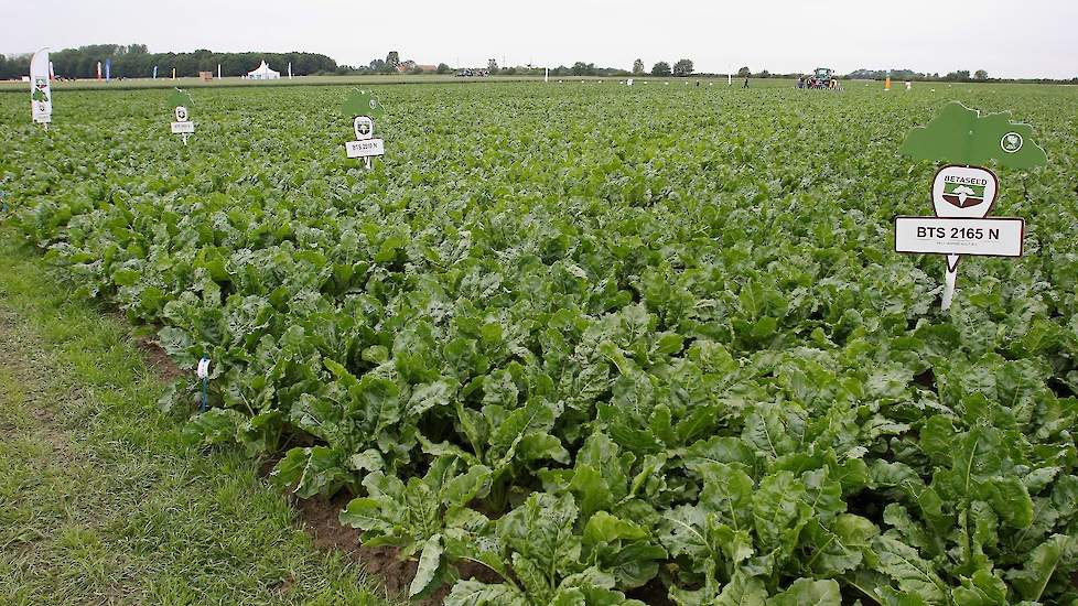 Op het bietenplein presenteren meerdere zaadbedrijven hun rassen, waaronder Betaseed. Belangrijkste item voor nu en de toekomst: hoe houden we de gewassen vrij van insecten zonder de beschikbaarheid van zaadcoating met neonicotinoïden.