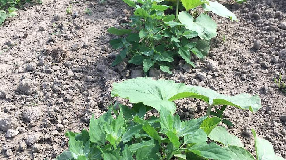 "De pompoenen mooi in de schaduw! #geenhittestress", schrijft 'Noord-Zuidlijn' met een knipoog op Twitter. Een kwestie van omdenken: de melganzevoet 'beschermt' de pompoenplanten tegen de zon. Of is het in dit geval juist de pompoen die juist de melde bes