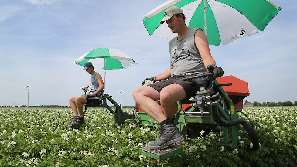 De pootaardappelen zijn twee weken geleden voor het eerst gekeurd. Op het totaal van ongeveer 64 hectare pootgoed is 1 viruszieke plant gevonden tijdens deze keuring. Eising weet dat de eerste keuring een meer oriënterende keuring, en dat bij de latere ke