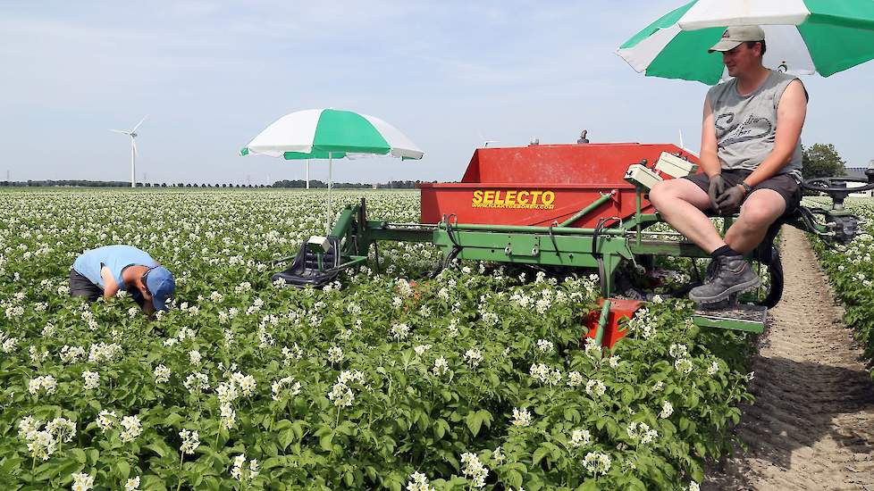 Twee stukken vallen wat tegen, hierin is bacterieziek gevonden. Op deze percelen staat aangekocht pootgoed.