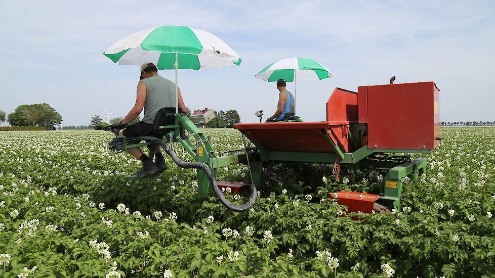 De stammen van het eigen bedrijf laat Eising vrijwillig onderzoeken. „We planten pas uit als het goed is. Dat is een soort zekerheid voor ons.”