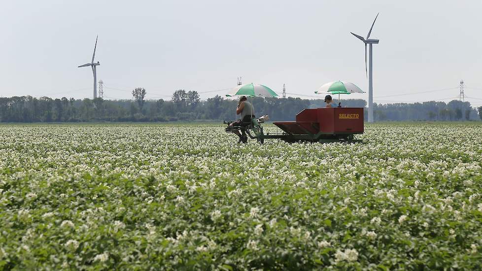 Het lastigste is momenteel misschien wel de temperatuur. Om zich tegen de scherpe zon te beschermen zijn twee parasols op de selectiekar gebouwd. „Dinsdag was het eigenlijk te warm, gisteren was het goed te doen.”