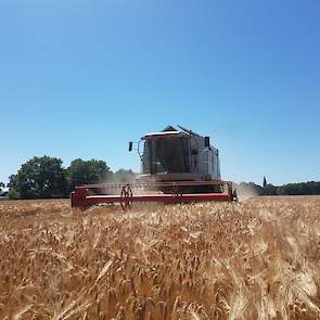 Emmens dorst hier het ras Pixel. De akkerbouwer schat de opbrengst voorzichtig op 8,5 ton per hectare. De oogst wordt af land geleverd aan Agrifirm. In totaal werd 5,7 hectare gedorst.