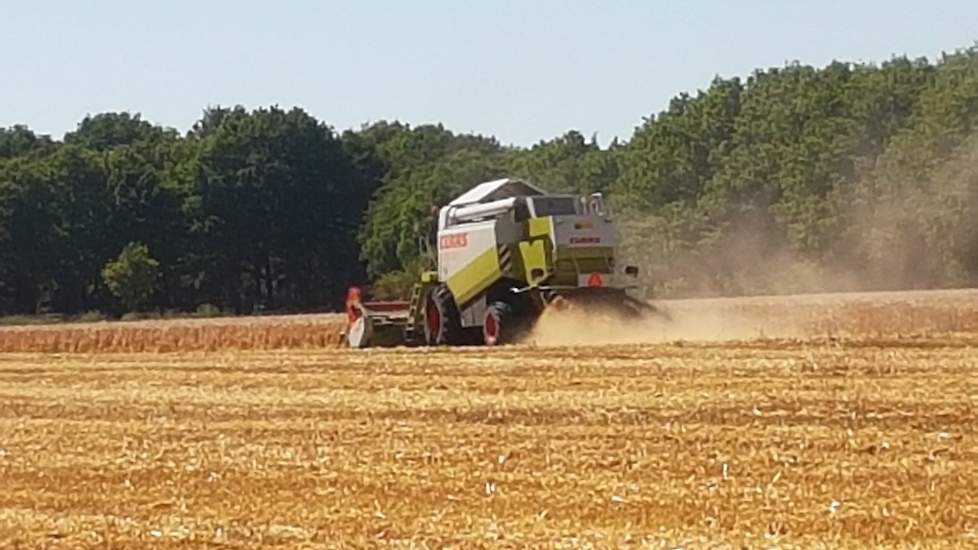 Het vochtgehalte van de oogst was dankzij de droogte bijzonder laag: 13 procent. Eigenlijk iets te laag, vindt Emmens. „Het had 15 procent moeten zijn.” Hij heeft het gewas dit seizoen twee keer beregend. „Anders was het niks geworden.”